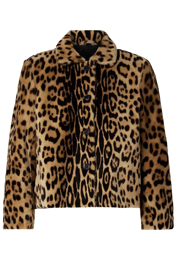 a leopard print collared jacket with black buttons. transparent background.